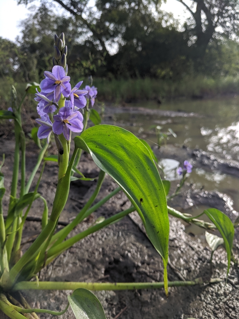 Short-petiolated Water Hyacinth