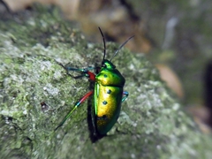 Calliphara excellens