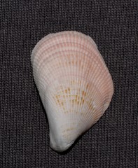 Septifer bilocularis