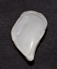 Septifer bilocularis
