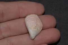 Septifer bilocularis