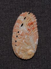 Haliotis elegans