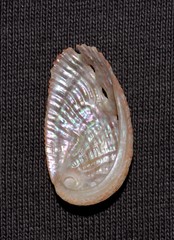 Haliotis elegans