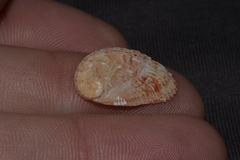 Haliotis elegans
