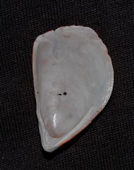 Septifer bilocularis