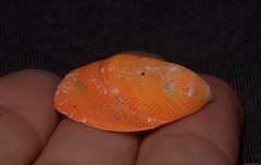 Septifer bilocularis