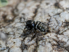 Heliophanus curvidens