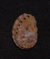 Haliotis semiplicata