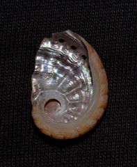 Haliotis semiplicata