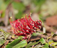 Grevillea laurifolia