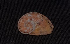 Haliotis semiplicata