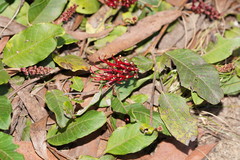 Grevillea laurifolia