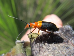 Coleoptera