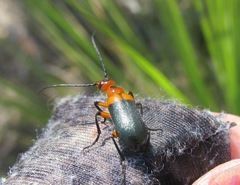 Coleoptera