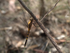 Orthetrum boumiera