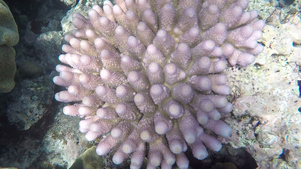 Finger Coral