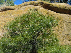 Quercus hypoleucoides