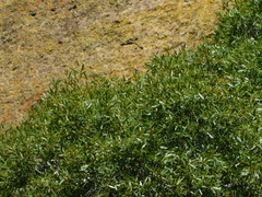 Quercus hypoleucoides