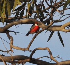 Epthianura tricolor