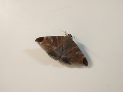 Pindara illibata