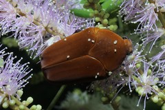 Hologymnetis cinerea