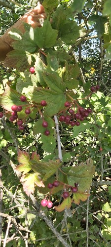 guelder-rose