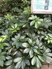 Heptapleurum ellipticum