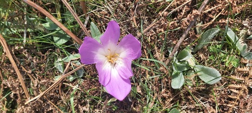 Giant Meadow Saffron