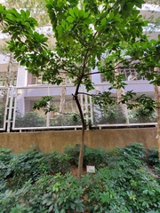 Artocarpus hypargyreus