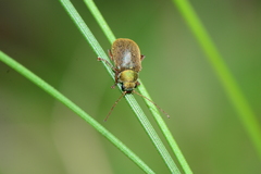 Edusella perplexa