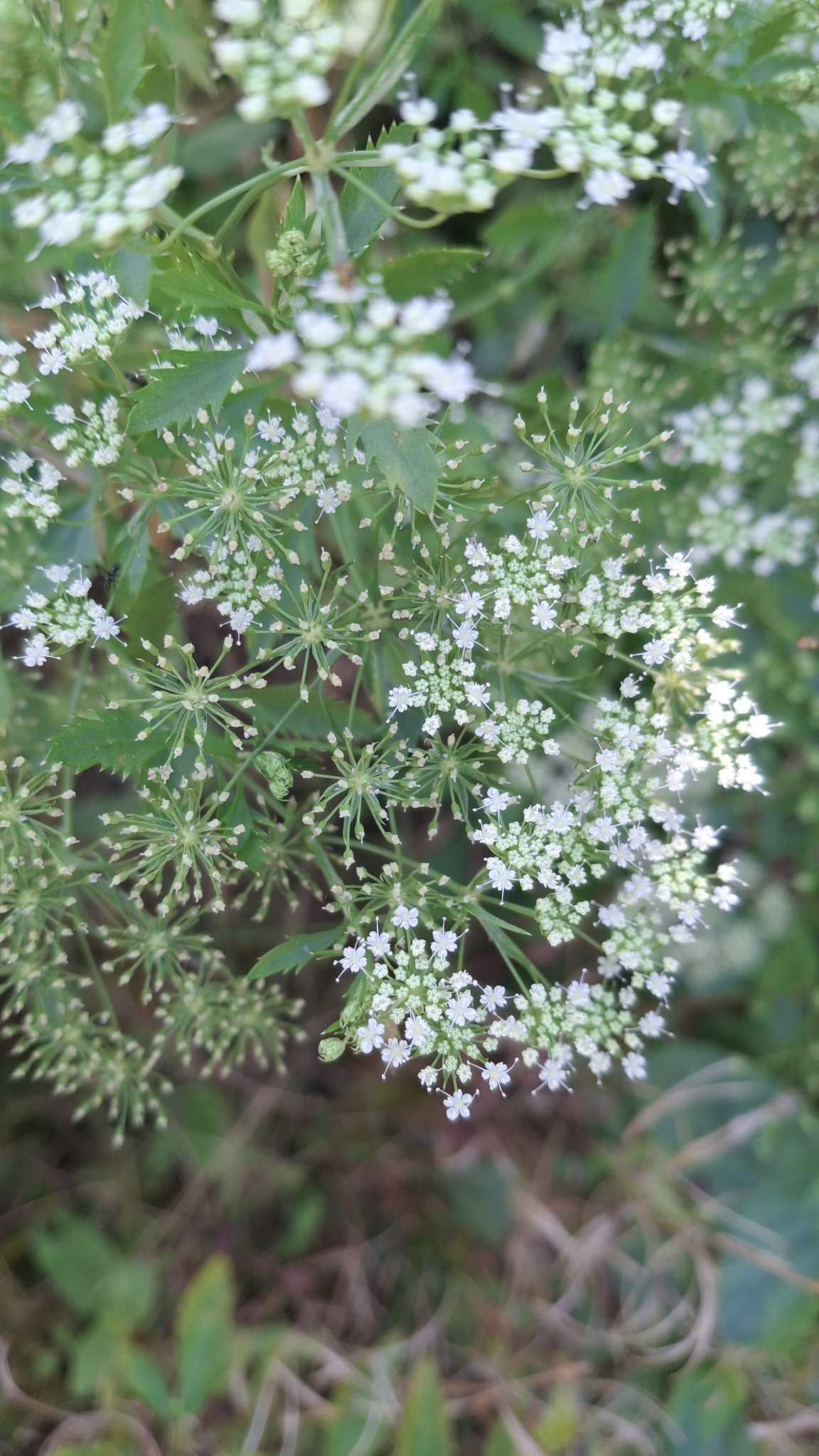 Ammi trifoliatum
