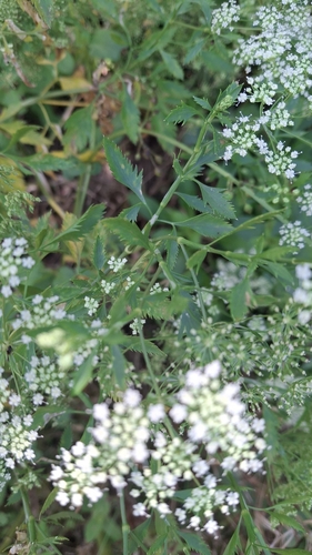 Ammi trifoliatum, photograph 2