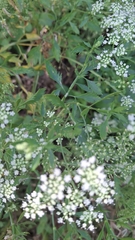 Ammi trifoliatum, photograph (c) Carminda Santos, some rights reserved (CC BY)