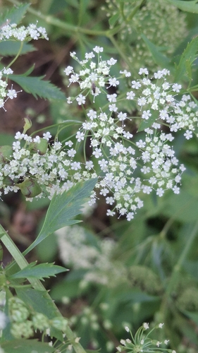 Ammi trifoliatum, photograph 3