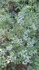 Ammi trifoliatum, photograph (c) Carminda Santos, some rights reserved (CC BY)