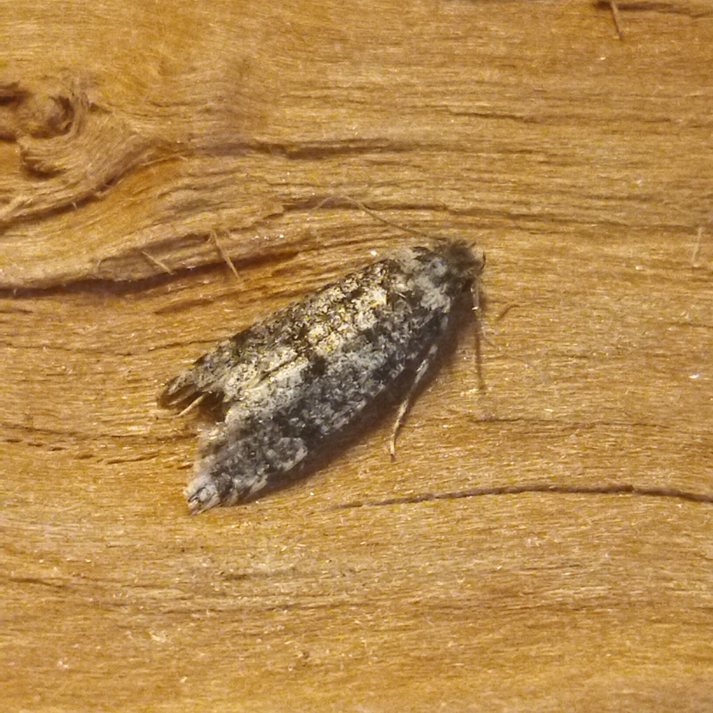 Morophaga morellus