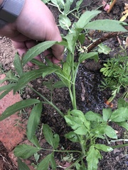 Ammi majus glaucifolium