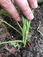 Ammi majus glaucifolium