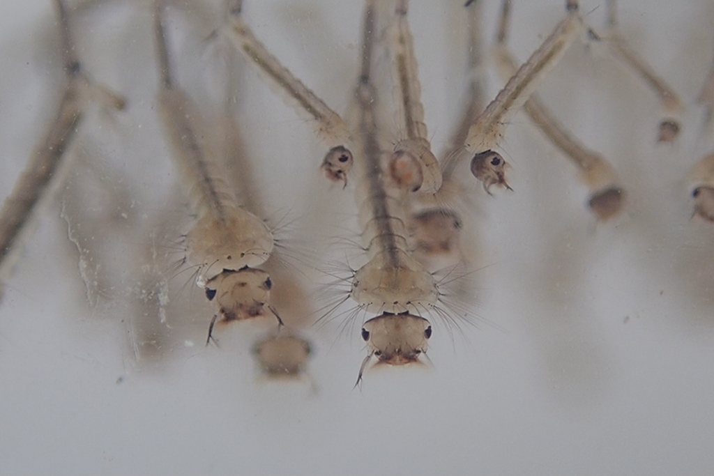northern house mosquito