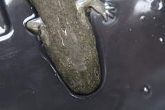 Siren intermedia