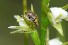 Edusella perplexa
