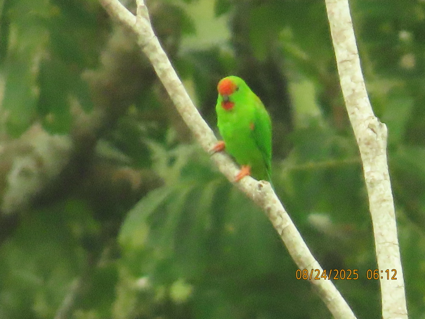 Great Hanging Parrot (Loriculus stigmatus), photo 10