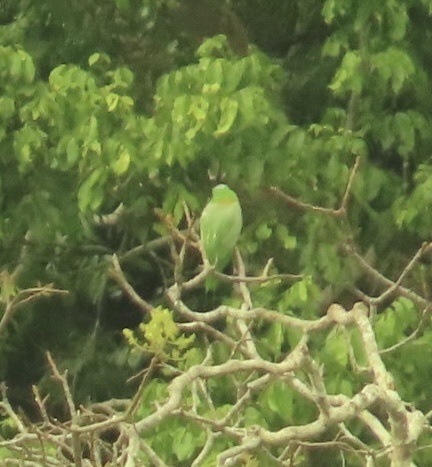 Golden-mantled Racket-tail (Prioniturus platurus), photo 3