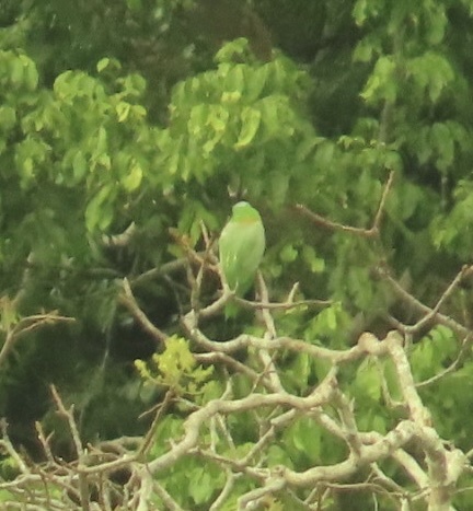 Golden-mantled Racket-tail (Prioniturus platurus), photo 3