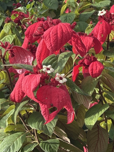 Mussaenda erythrophylla