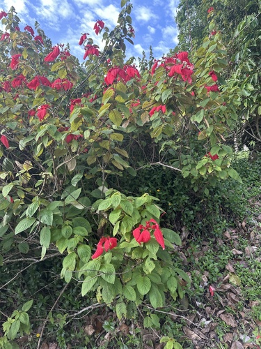 Mussaenda erythrophylla