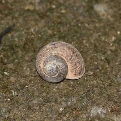 Cyclophorus martensianus
