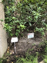 Rhododendron pulchrum phoeniceum