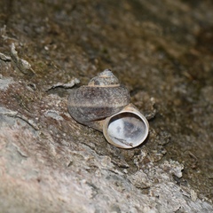 Cyclophorus martensianus