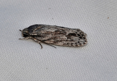 Agriophara leptosemela